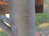DSCN0839b.jpg (185572 bytes)