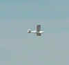 plane1.jpg (40192 bytes)